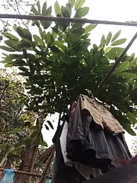 Small flower1 online show from 11, 2, 2026