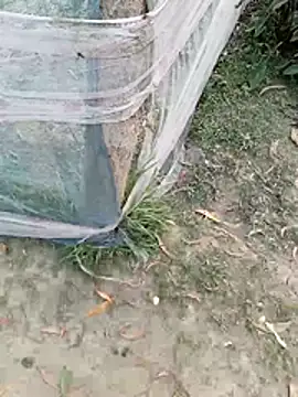 Snapshot of Tanla_akter chatting on 4, 3, 2026 Tanla akter online show from 4, 3, 2026