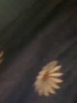 baeas-lan online show from 6, 3, 2026