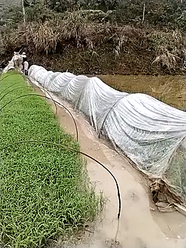 Snapshot of ngocbao11 chatting on 12, 3, 2026 ngocbao11 online show from 12, 3, 2026