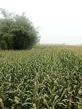 hot honey 66 online show from 18, 4, 2026