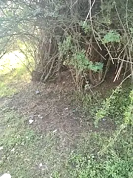 junedkhan99 online show from 3, 4, 2026