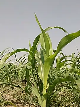 ThethunderPo online show from 2, 3, 2026