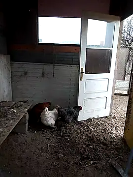 sarpe4 online show from 22, 11, 2025