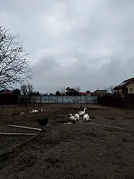 sarpe4 online show from 23, 12, 2025