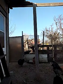 sarpe4 online show from 15, 4, 2026