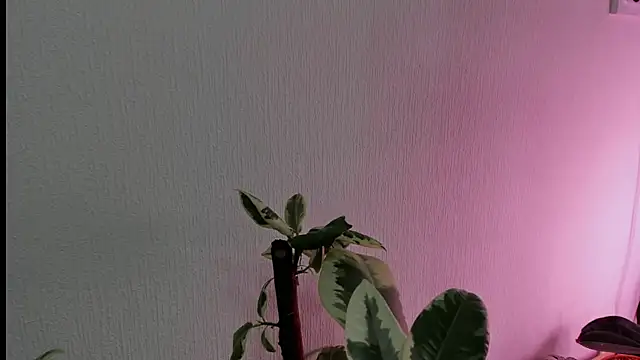 Snapshot of BowToYourWeakness chatting on 8, 2, 2025 BowToYourWeakness online show from 8, 2, 2025