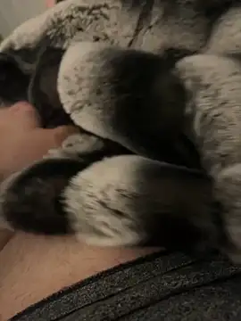 Furdale online show from 2, 12, 2024