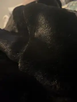 Furdale online show from 20, 12, 2024