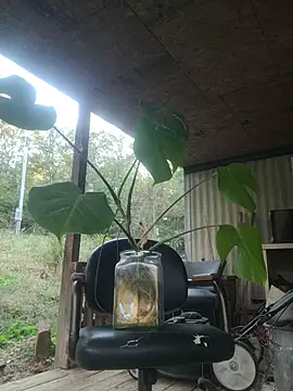 xomikaylaxo online show from 30, 10, 2025