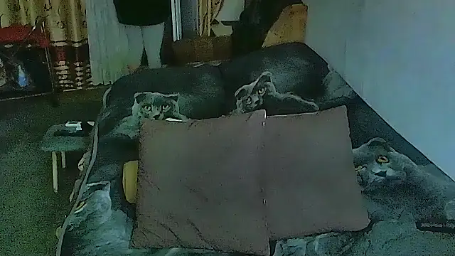 sex2 online show from 12, 11, 2025