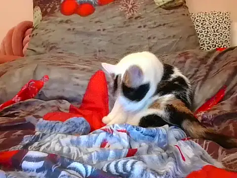 Snapshot of RealLittleRedRidingHood chatting on 17, 11, 2025 RealLittleRedRidingHood online show from 17, 11, 2025