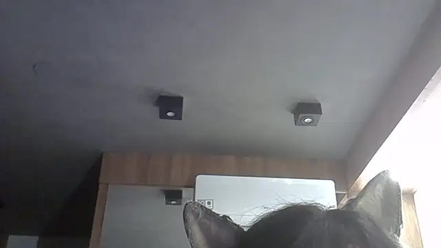 Skinny-Kitten online show from 11, 2, 2026