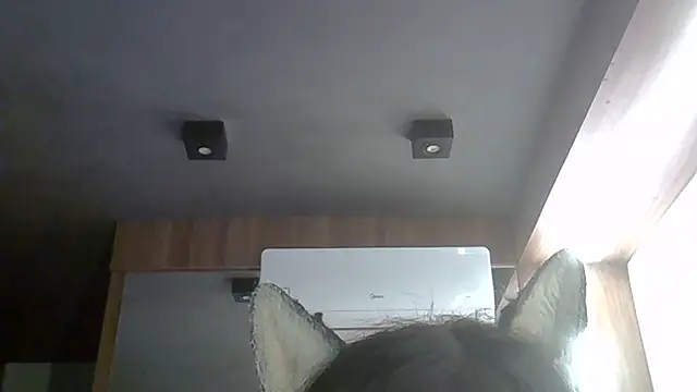 Snapshot of Skinny-Kitten chatting on 17, 3, 2026 Skinny-Kitten online show from 17, 3, 2026