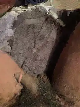 la chiennete online show from 28, 4, 2026