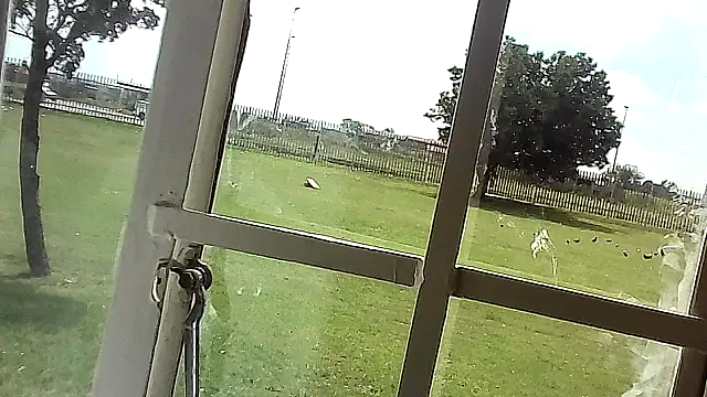 Yardie bone online show from 17, 4, 2026